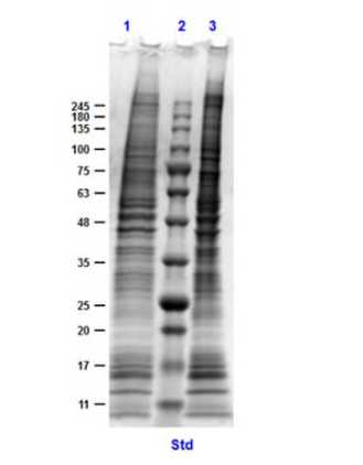 SDS PAGE Results of MDA-MB-231 Whole Cell Lysate.<br />Lane 1: MDA-MB-231 Whole Cell Lysate Reduced [10 μg].<br />Lane 2: Opal Prestained Molecular Weight Marker.<br />Lane 3: MDA-MB-231 Whole Cell Lysate Non-Reduced [10 μg].<br />4-20% Gel, Coomassie Stained.